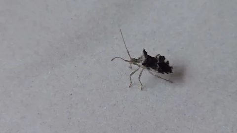 Kissing bugs are predatory true bugs 스톡 동영상 318596363