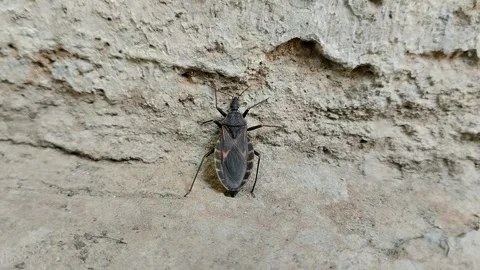 Kissing bugs (Triatominae) Stock Footage 315424016