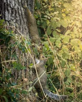 Kissing squirrels on the tree Stock Photos