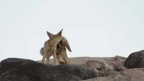 Kit Fox cubs displaying dominance and play fighting Stock Footage 276511305