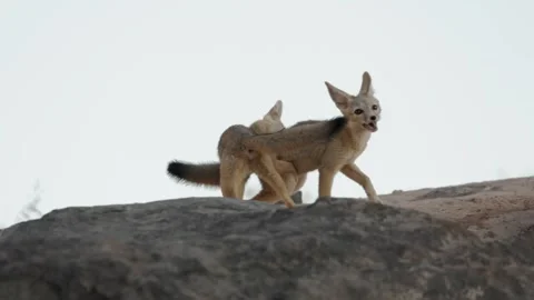 Kit Fox Cubs play fighting in the evening light Stock Footage 276511312
