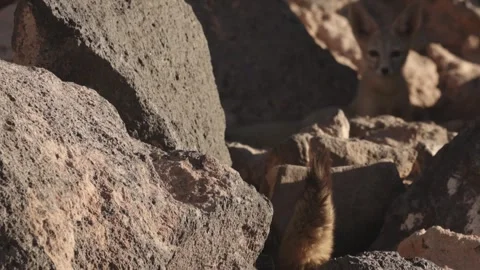 A Kit Fox gives food to her young Stock Footage 275854079