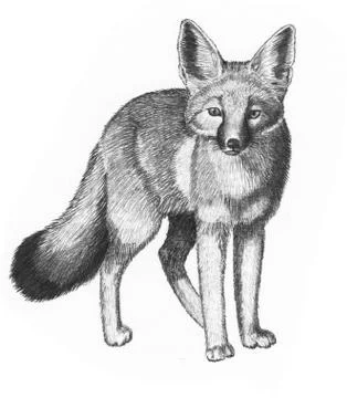 Kit Fox Stock Illustration