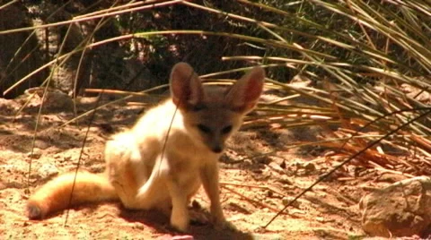 Kit Fox In Mojave Desert 1 Stock Footage 1088184