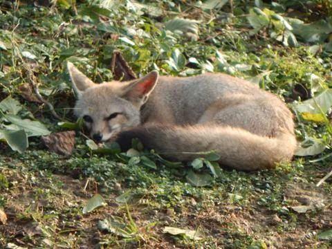 Kit Fox Stock Photos