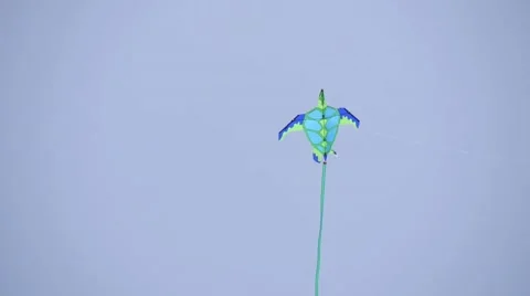 Kit turtle 2 Stock Footage 41063697