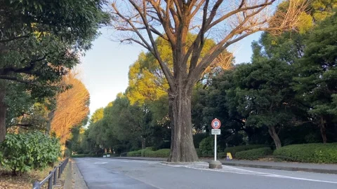 Kitanomaru Park Stock Footage 148209063