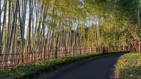 Kitanomaru Park Stock Footage 148209075