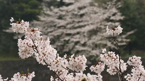 Kitanomaru Park/Garden Stock Footage 203784102