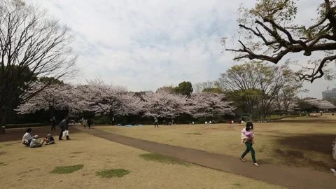 Kitanomaru Park/Garden Stock Footage 203784537