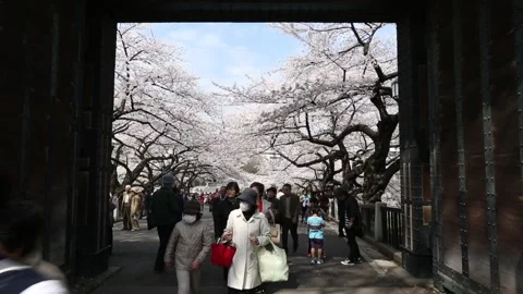 Kitanomaru Park/Garden Stock Footage 203787164