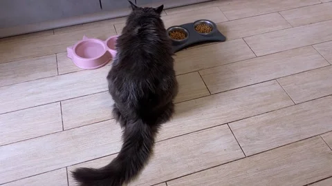 On the kitchen floor, a cat eats dry food from its shiny bowls Dinner Maine Coon Vídeos de archivo 241817381