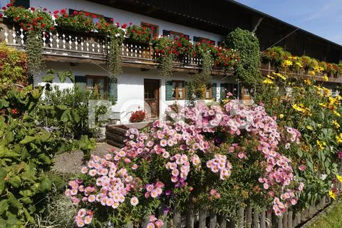 Kitchen Garden With Asters Gaissach Isarwinkel Upper Bavaria Bavaria Germany