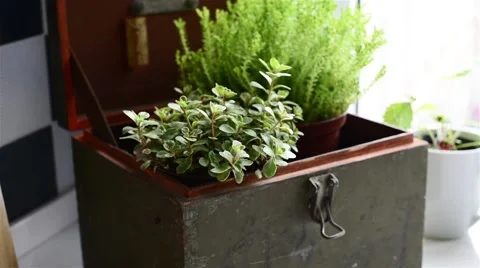 Kitchen garden Stock Footage 50579210