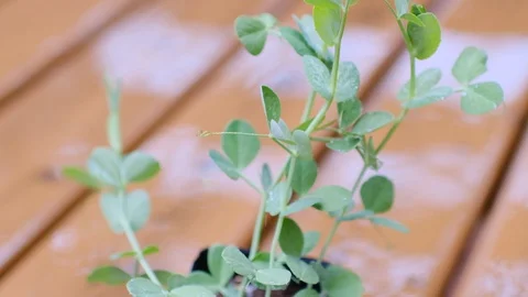 Kitchen garden Stock Footage 128469885