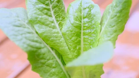 Kitchen garden Stock-Footage 128469914