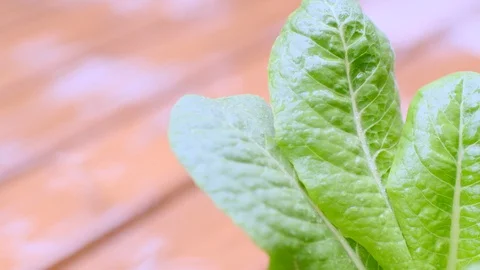 Kitchen garden Stock-Footage 128469936