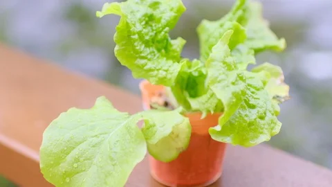 Kitchen garden Stock Footage 128469968