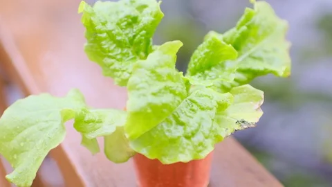 Kitchen garden Stock Footage 128470010