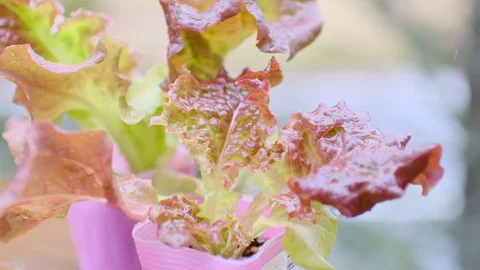 Kitchen garden Stock Footage 128470588