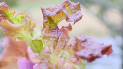 Kitchen garden Video stock 128470592