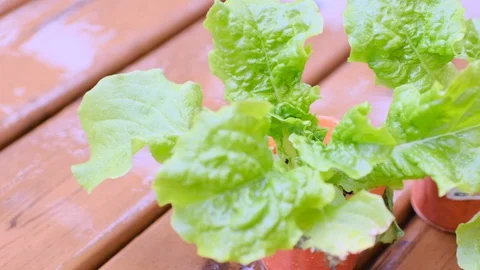 Kitchen garden Stock Footage 128470597