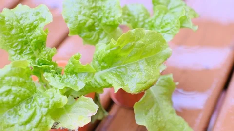 Kitchen garden Stock Footage 128470609