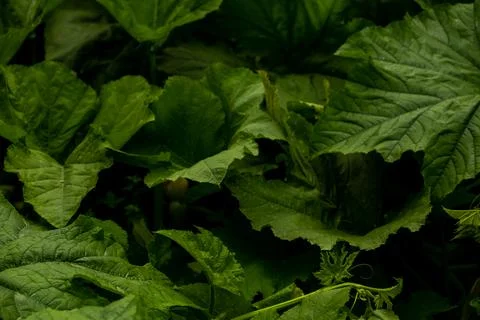 Kitchen garden, large green squash leaves, full frame. Dark photo Stock Photos