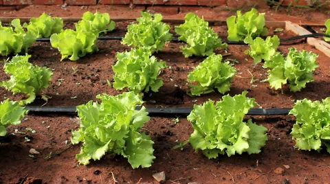 Kitchen garden. Lettuce. Vegetable garden plant. Organic. Healthy food. 1 Stock Footage