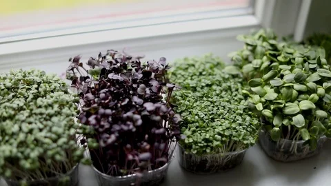 Kitchen garden - microgreens growing on windowsill Vídeo Stock 124529797