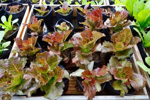 Kitchen garden 库存照片