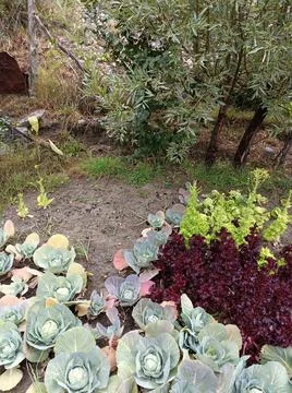 Kitchen Garden Stock Photos