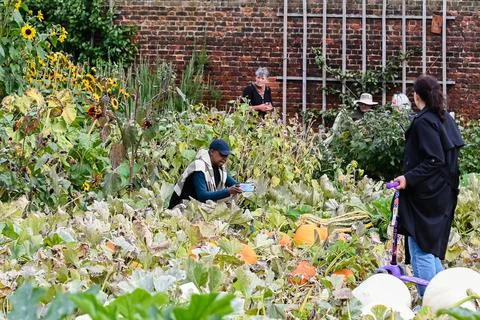 The Kitchen Garden Stock Photos