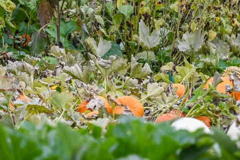 The Kitchen Garden Stock Photos