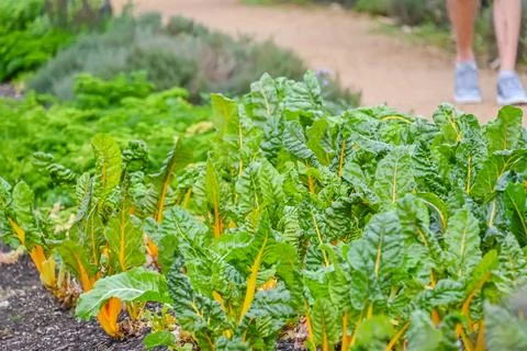 The Kitchen Garden Stock Photos