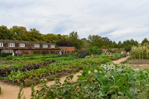 The Kitchen Garden Stock Photos