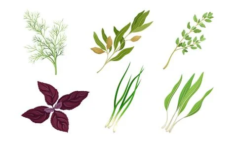 Kitchen Herbs and Condiment with Dill and Basil Vector Set Stock Illustration