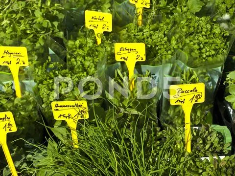 Kitchen herbs Stock Photos