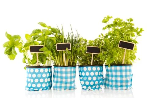 Kitchen herbs in row Stock Photos