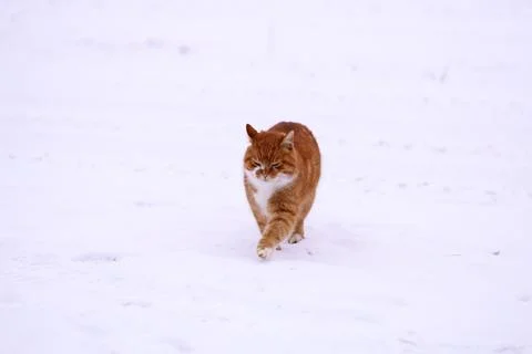 Kitchen items suspended from wall, featuring two cups and other utensils Stock Photos