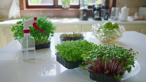 Kitchen Microgreen Care Routine 스톡 동영상 277924456