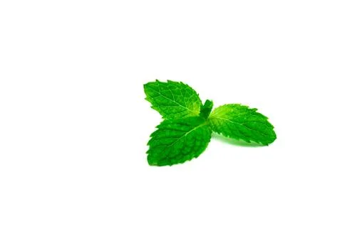 Kitchen mint leaf isolated on white background. Green peppermint natural sour 库存照片
