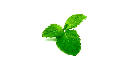 Kitchen mint leaf isolated on white background. Green peppermint natural so.. Stock Photos