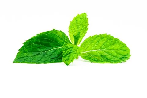 Kitchen mint leaf isolated on white background. Green peppermint natural so.. Stock Photos