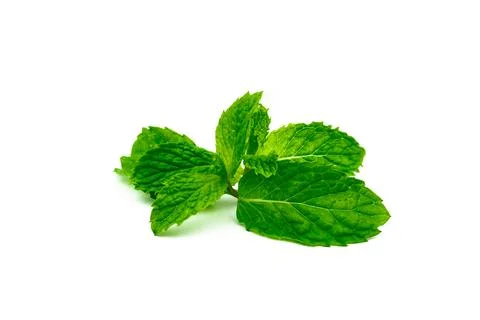 Kitchen mint leaf isolated on white background. Green peppermint natural so.. Stock Photos