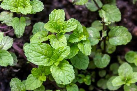 Kitchen mint Stock Photos