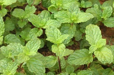 Kitchen Mint Stock Photos