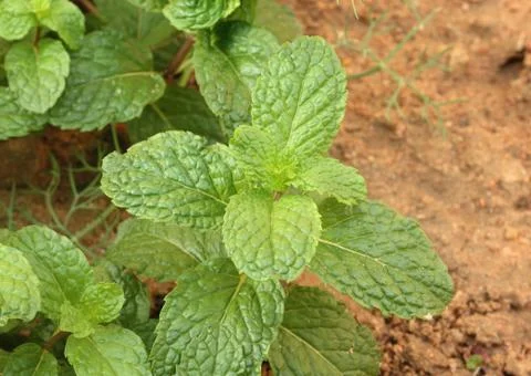Kitchen Mint Stock Photos