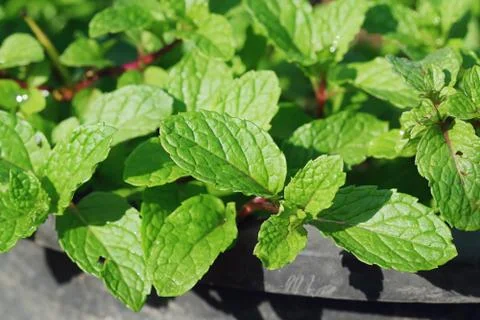 Kitchen Mint Stock Photos