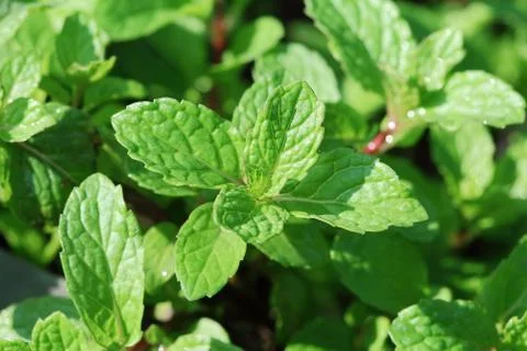 Kitchen Mint Stock Photos